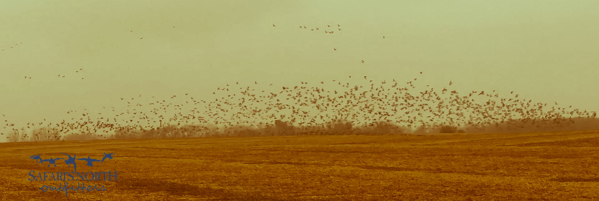 Saskatchewan Duck and Goose Hunting