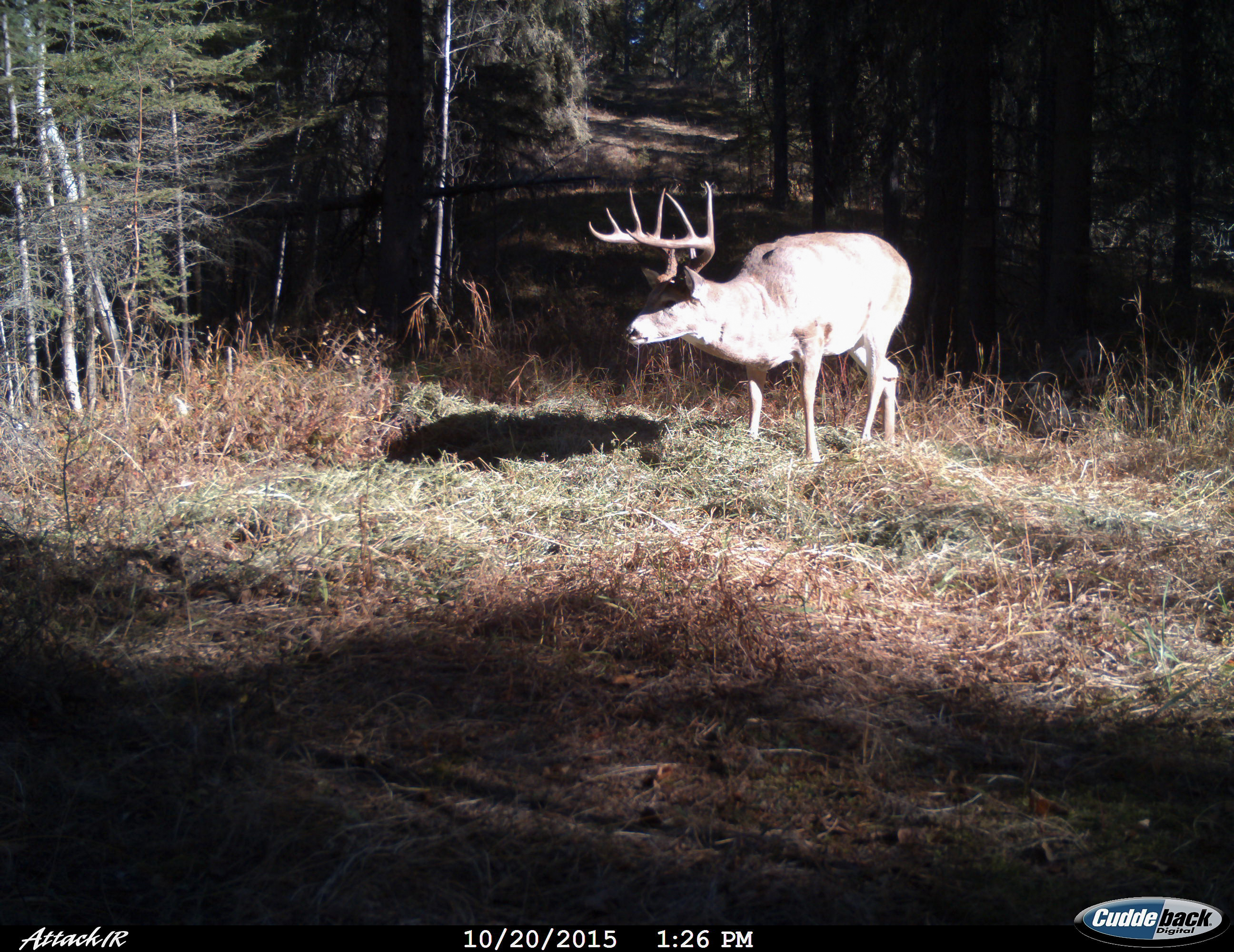 Recent Trail cam pics
