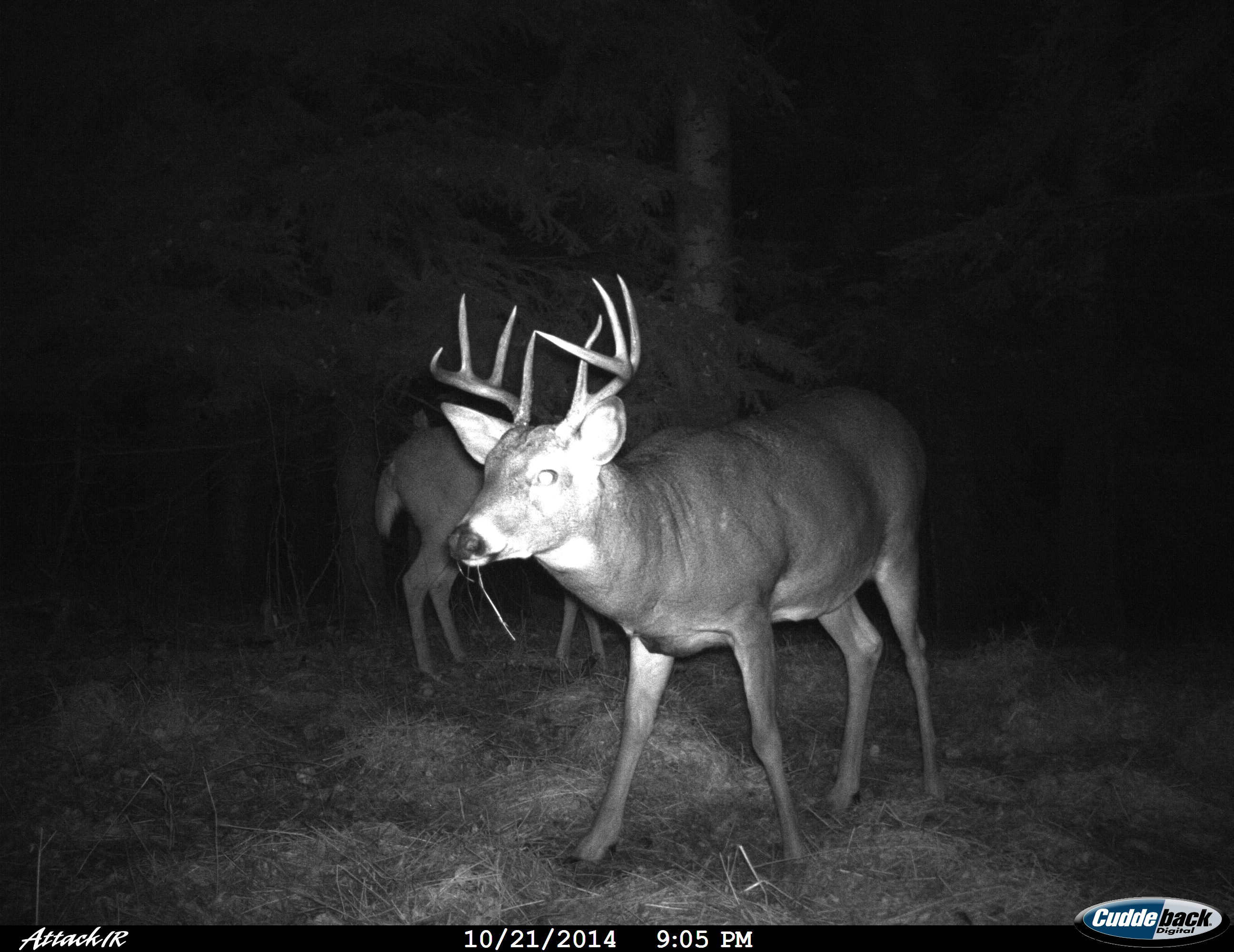 Deer Valley Cam - ejbrbaj