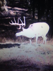 Whitetail Deer Trail Cam Gallery: Safaris Norths Buck Surveillance