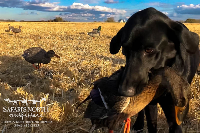 Saskatchewan Hunting Paradise