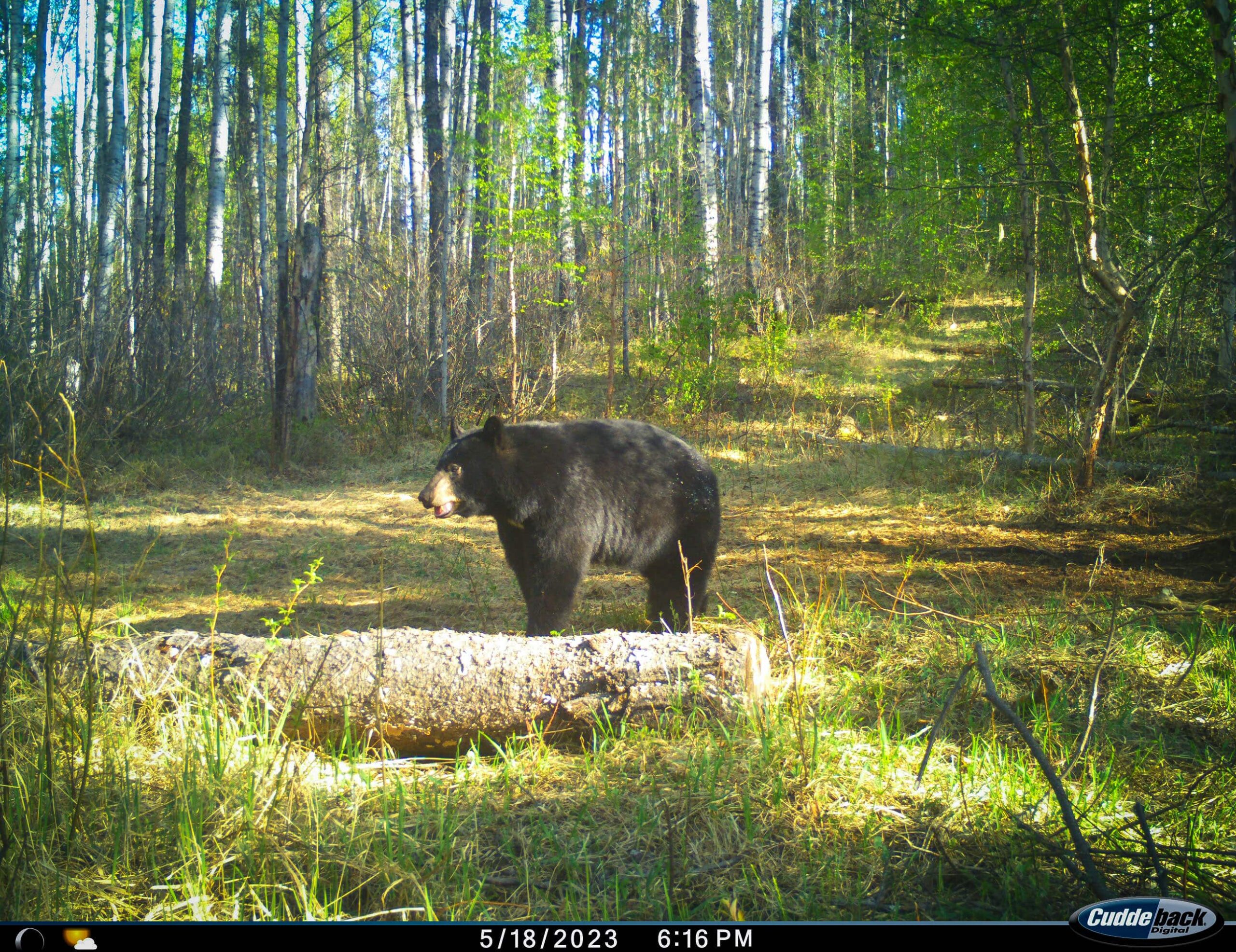 Hunter with large black bear in spring forest