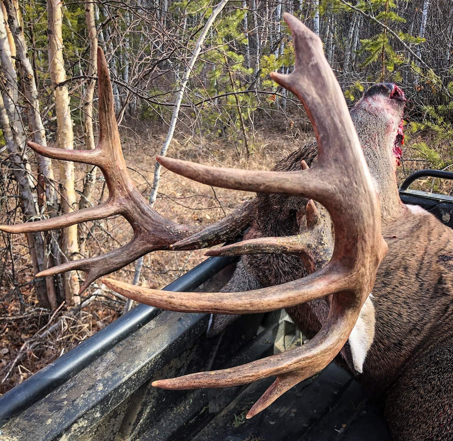 Hunter with massive Saskatchewan whitetail