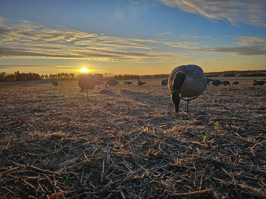 Saskatchewan Waterfowl Hunting Photos | Duck and Goose Hunts