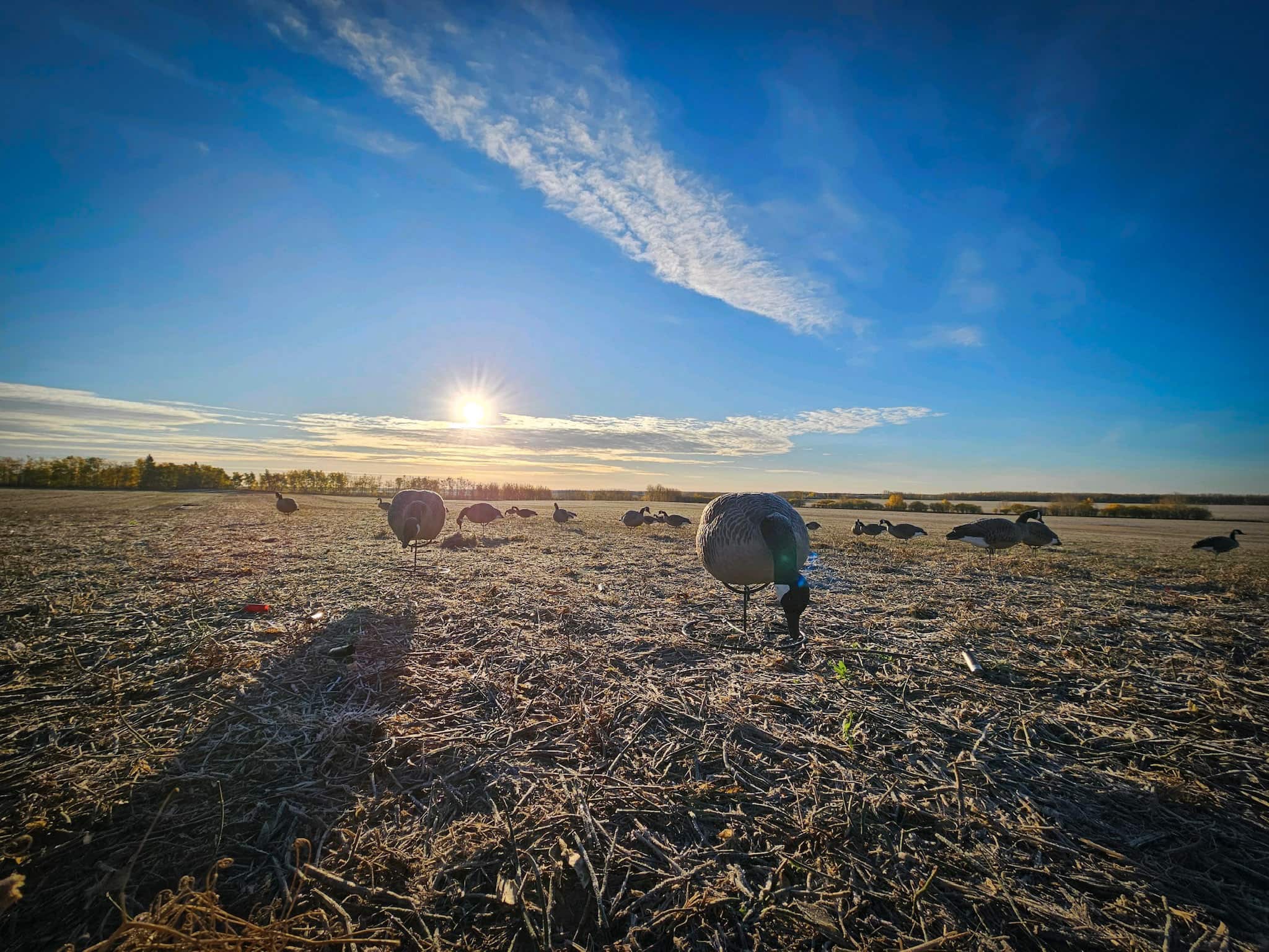 Saskatchewan Waterfowl Hunting Photos | Duck and Goose Hunts
